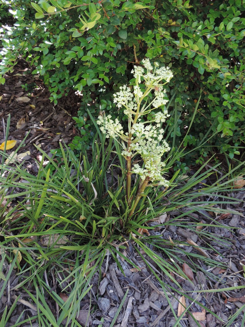 Aciphylla traversii