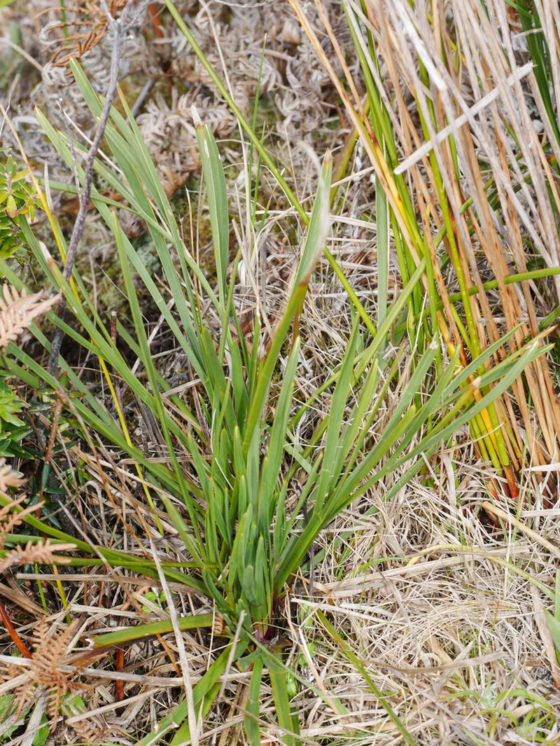 Aciphylla traversii photo 3