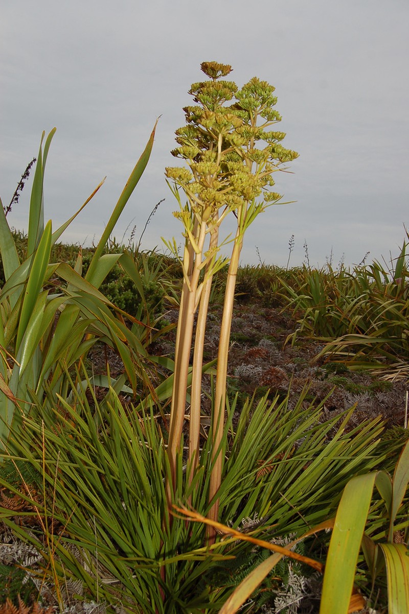 Aciphylla traversii photo 5