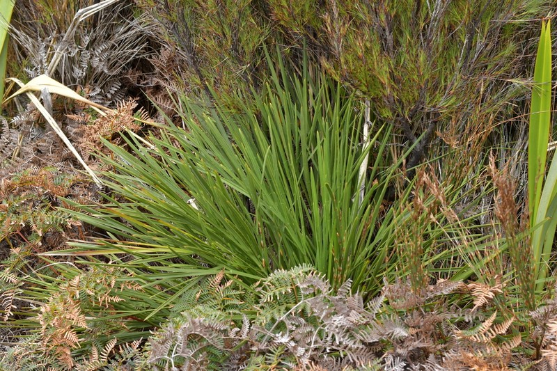 Aciphylla traversii photo 6