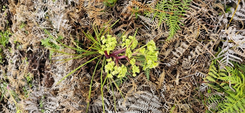 Aciphylla traversii photo 7