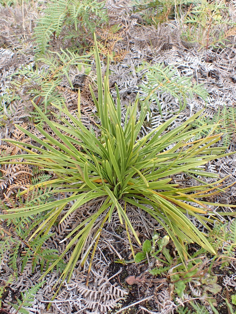 Aciphylla traversii photo 8