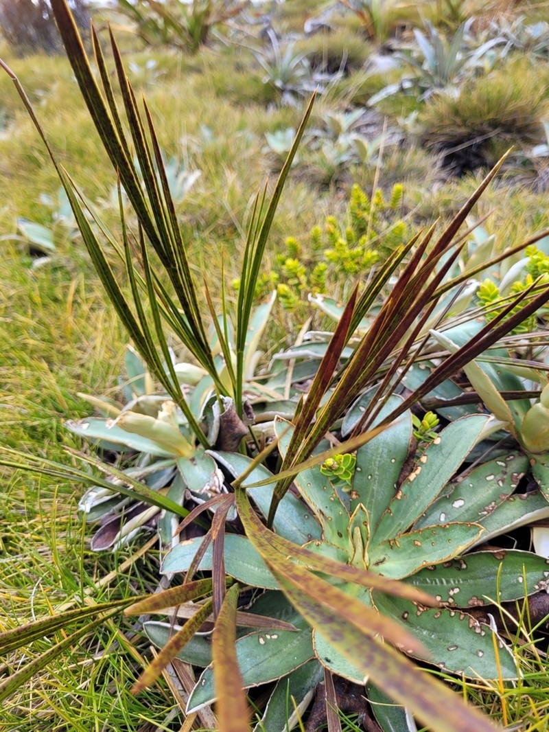 Aciphylla trifoliolata photo 2