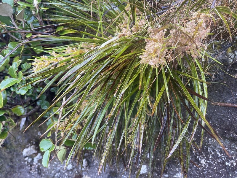 Aciphylla trifoliolata photo 3