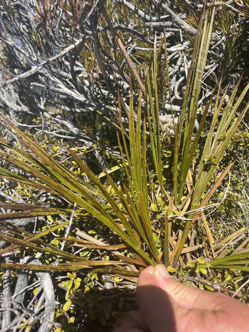 Aciphylla trifoliolata photo 4
