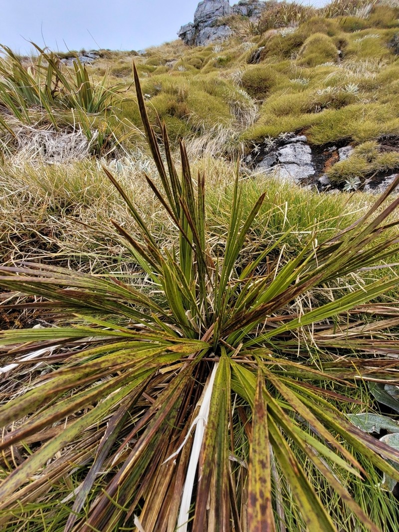 Aciphylla trifoliolata photo 5