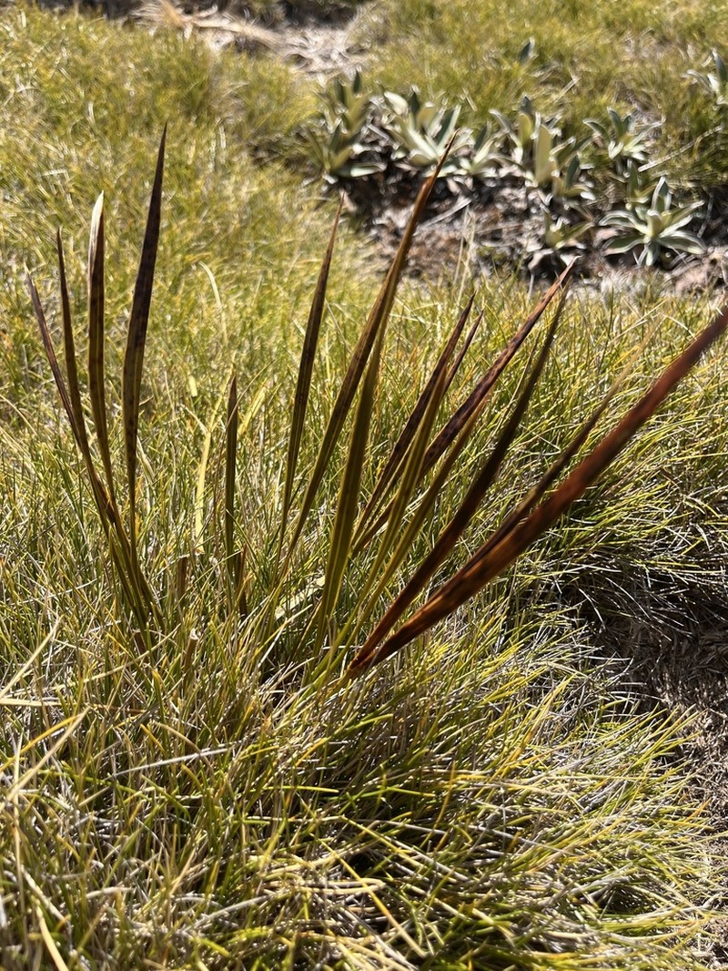 Aciphylla trifoliolata photo 6