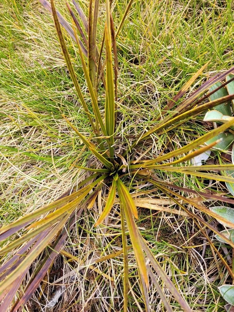 Aciphylla trifoliolata photo 7