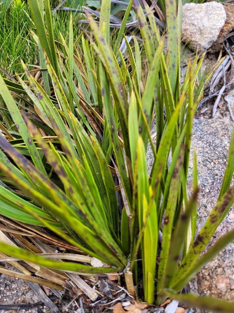 Aciphylla trifoliolata photo 8