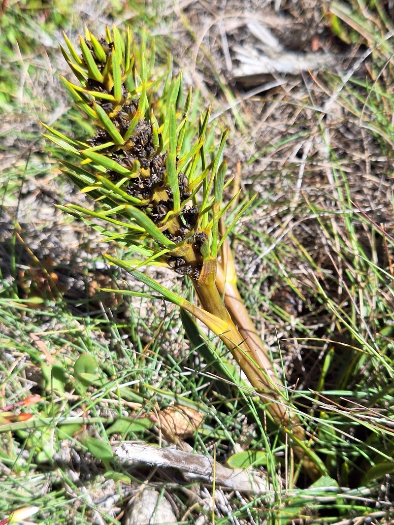 Aciphylla verticillata