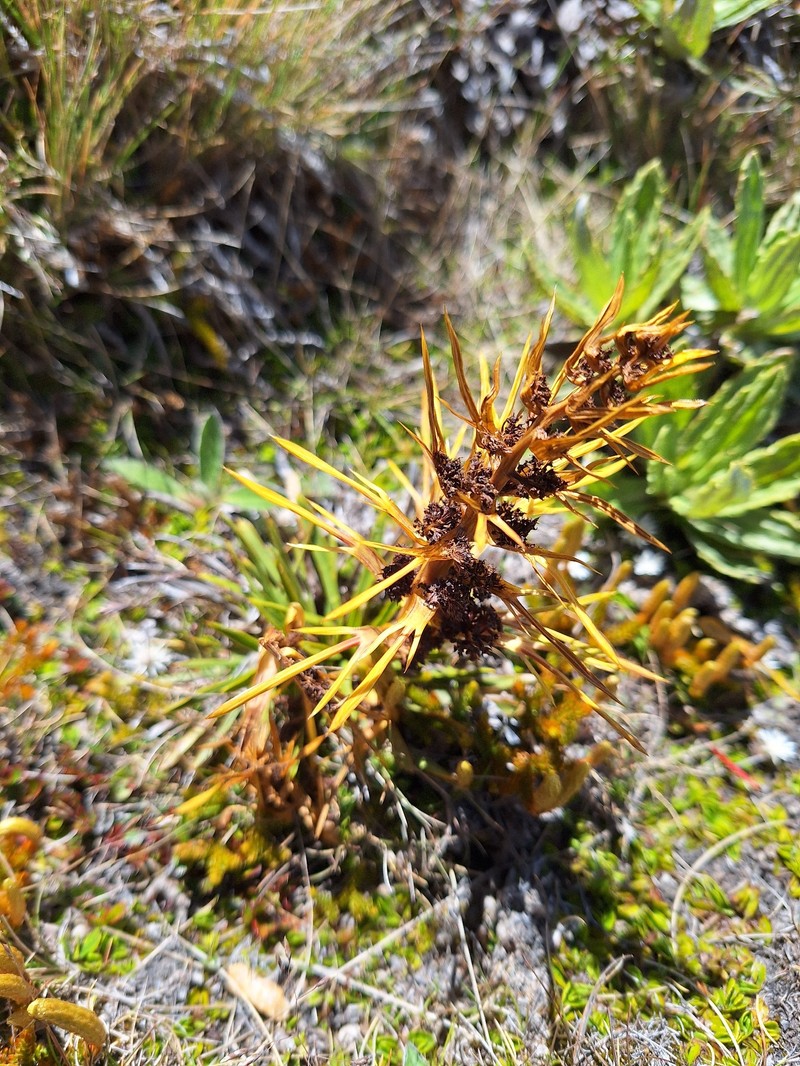 Aciphylla verticillata photo 2