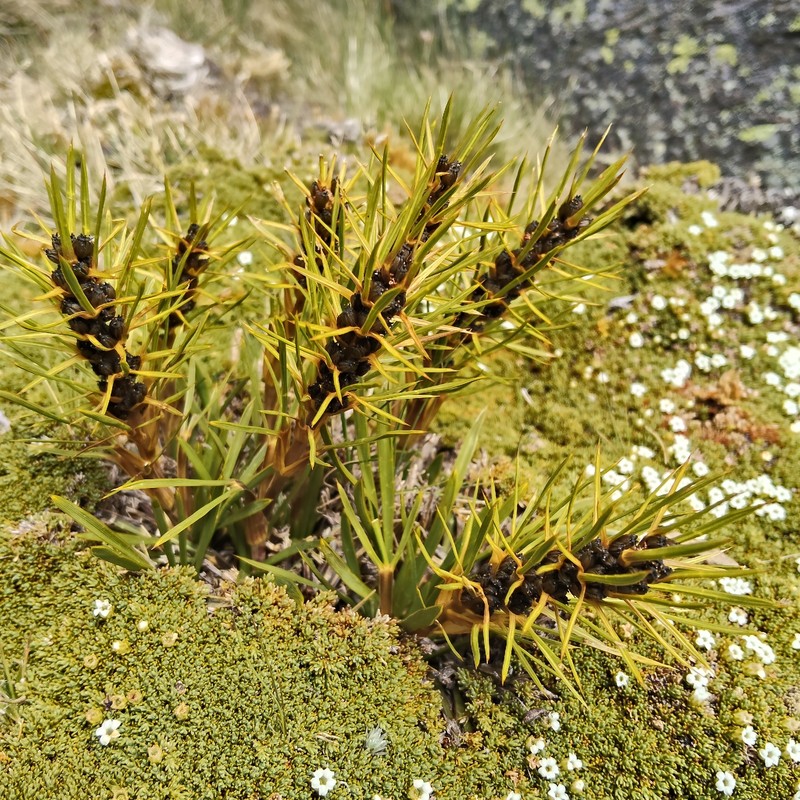 Aciphylla verticillata photo 3