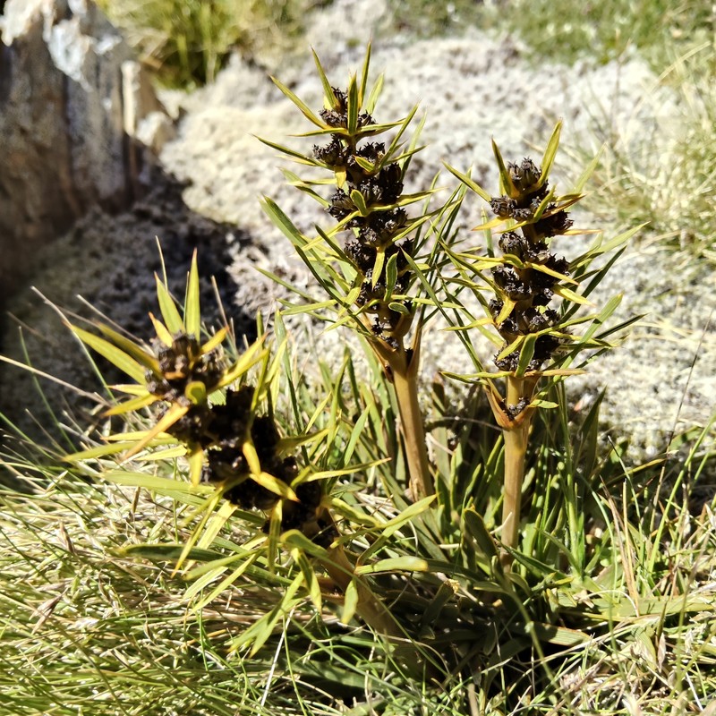 Aciphylla verticillata photo 4