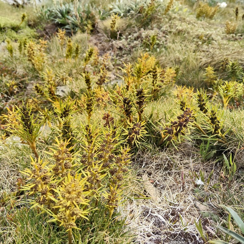 Aciphylla verticillata photo 5
