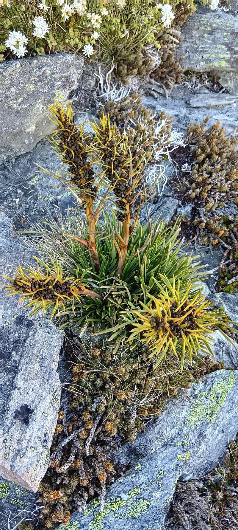 Aciphylla verticillata photo 6