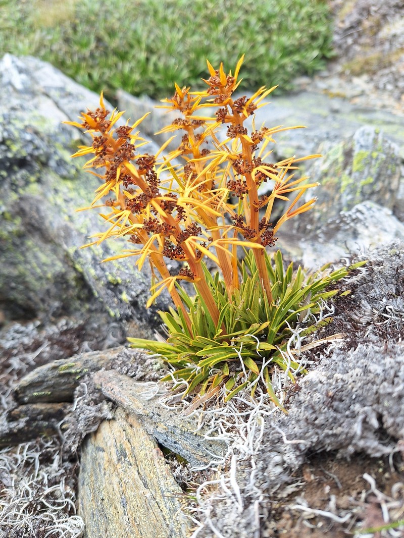 Aciphylla verticillata photo 7