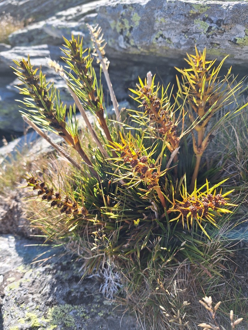Aciphylla verticillata photo 8