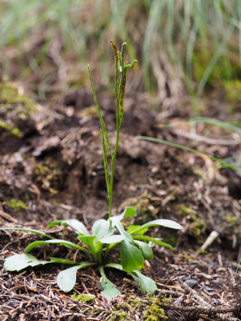 Acirostrum alaschanicum photo 2