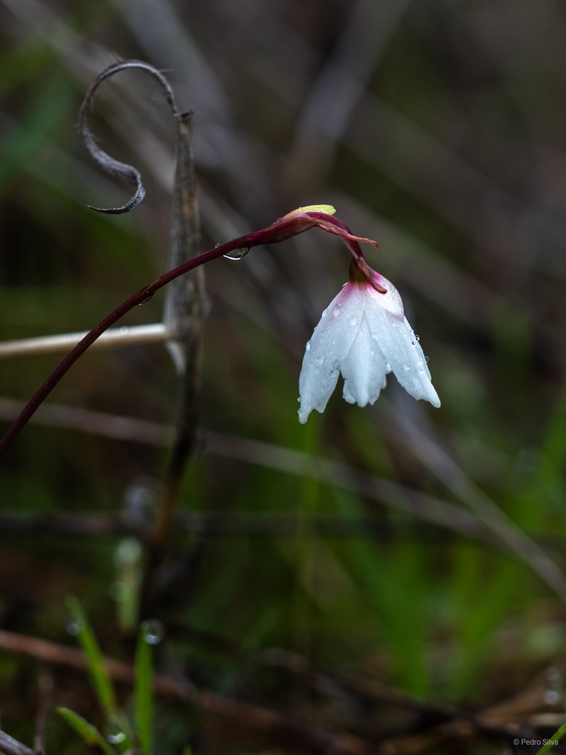 Acis autumnalis photo 2