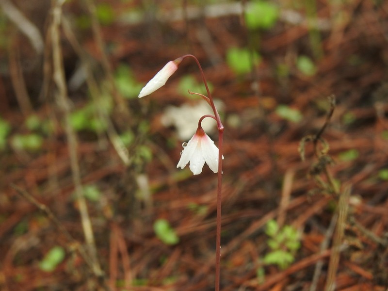 Acis autumnalis photo 3