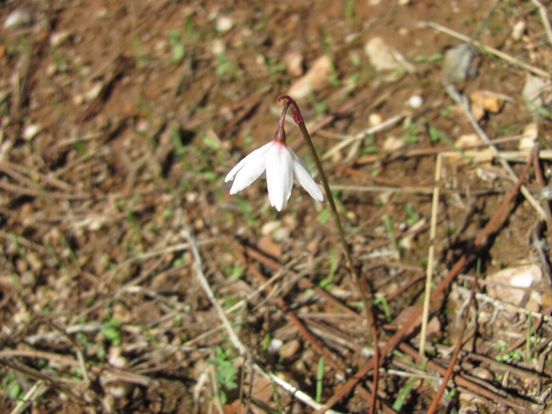 Acis autumnalis photo 4