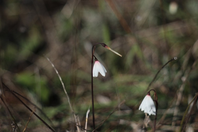 Acis autumnalis photo 5