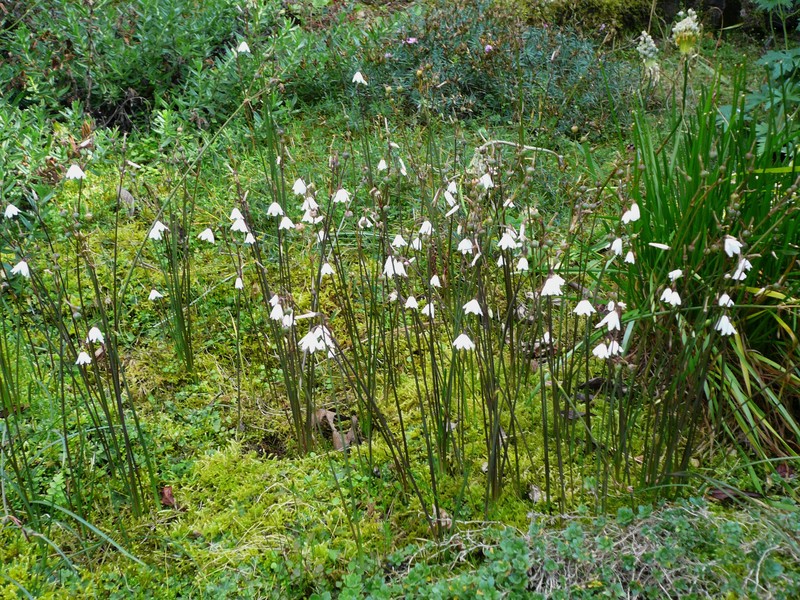 Acis autumnalis photo 6