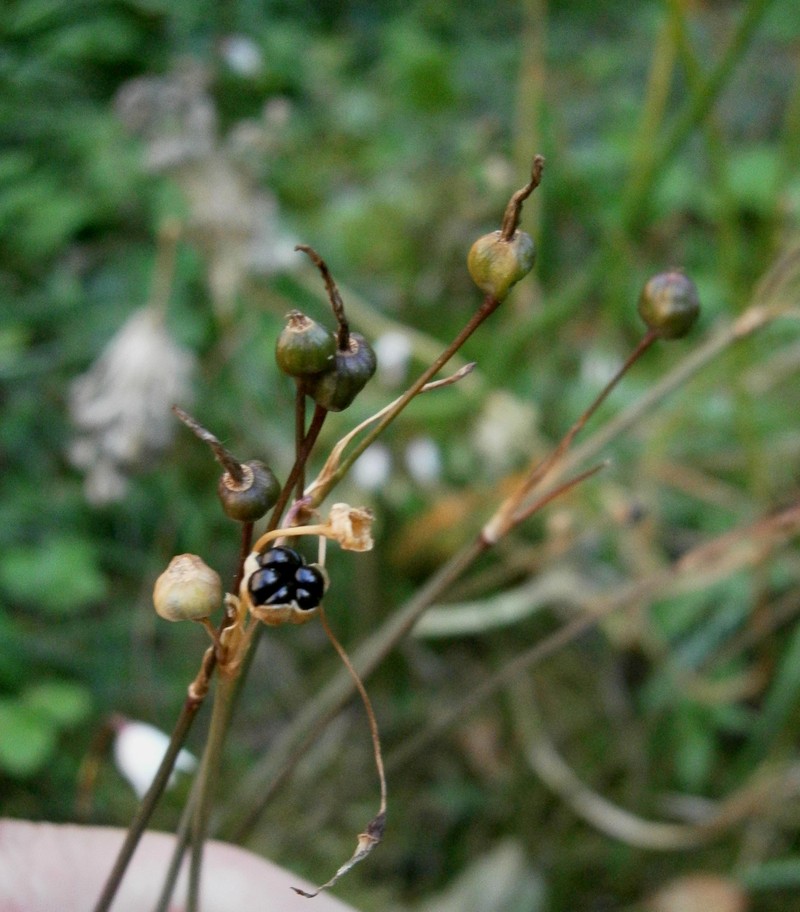 Acis autumnalis photo 7