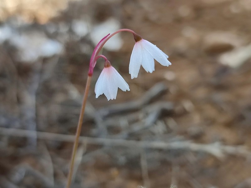 Acis autumnalis photo 8