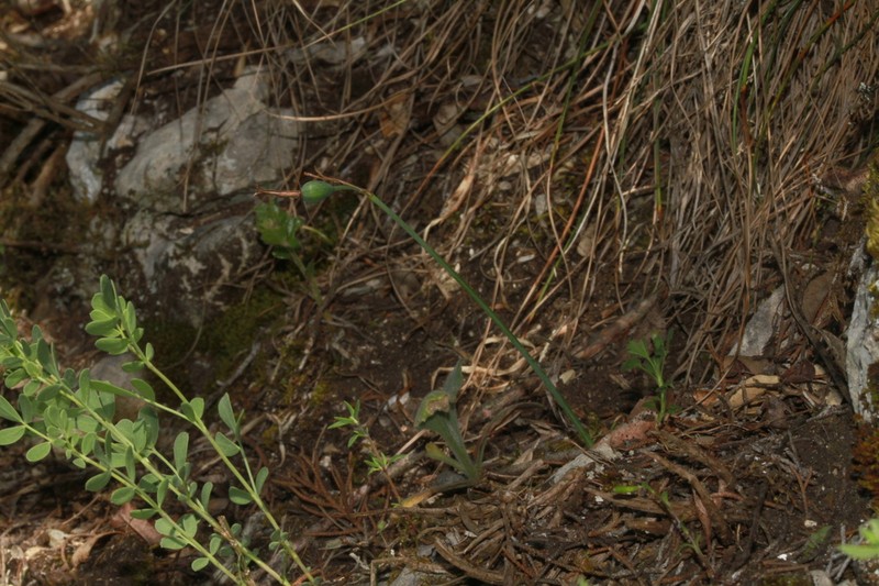 Acis fabrei photo 2