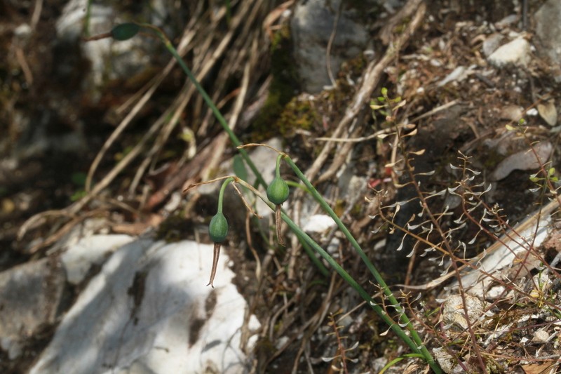 Acis fabrei photo 3