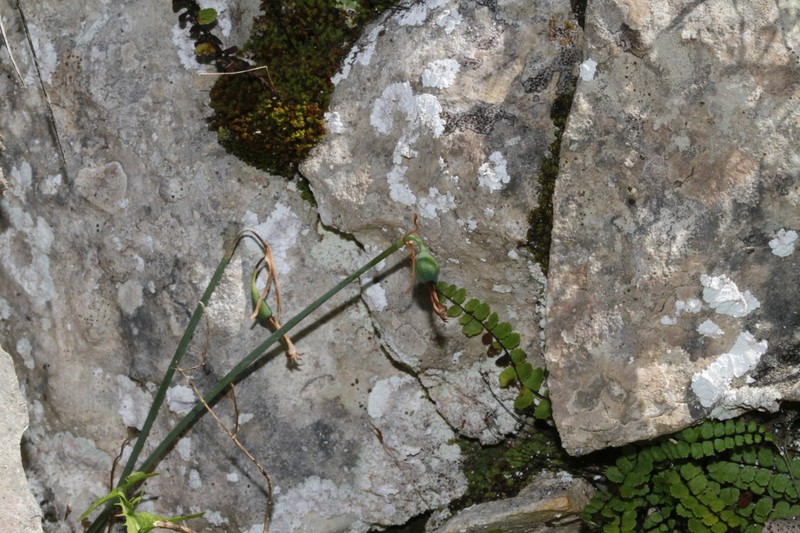 Acis fabrei photo 4