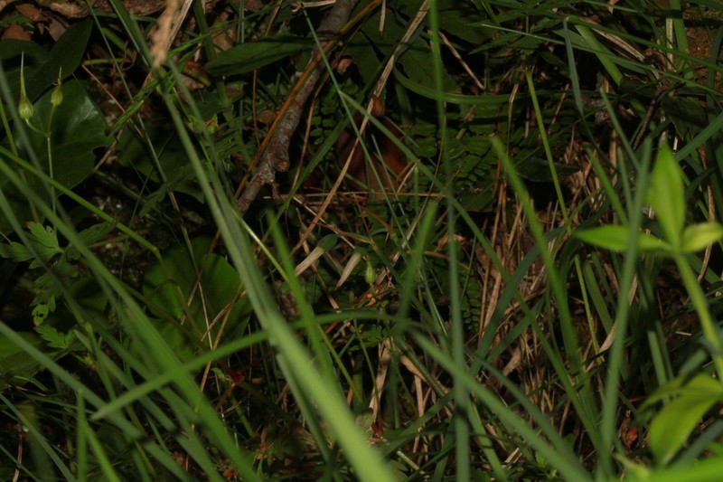 Acis fabrei photo 5