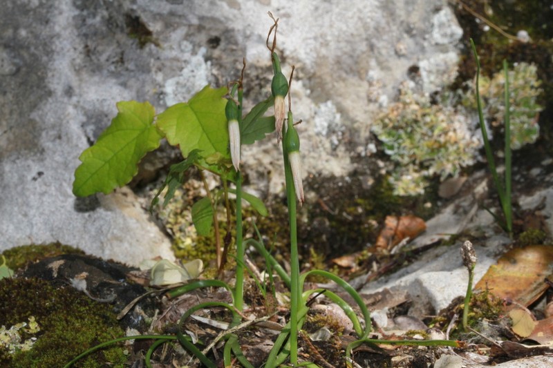 Acis fabrei photo 6