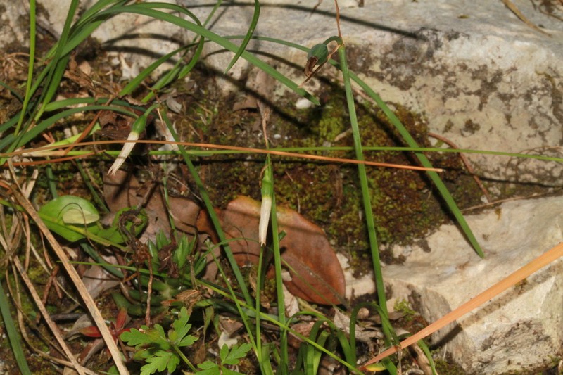 Acis fabrei photo 7