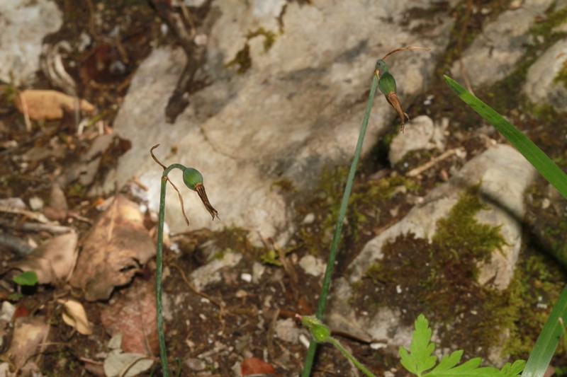Acis fabrei photo 8