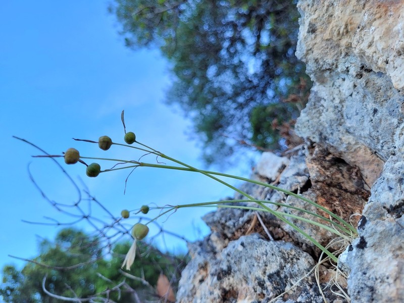 Acis ionica photo 3