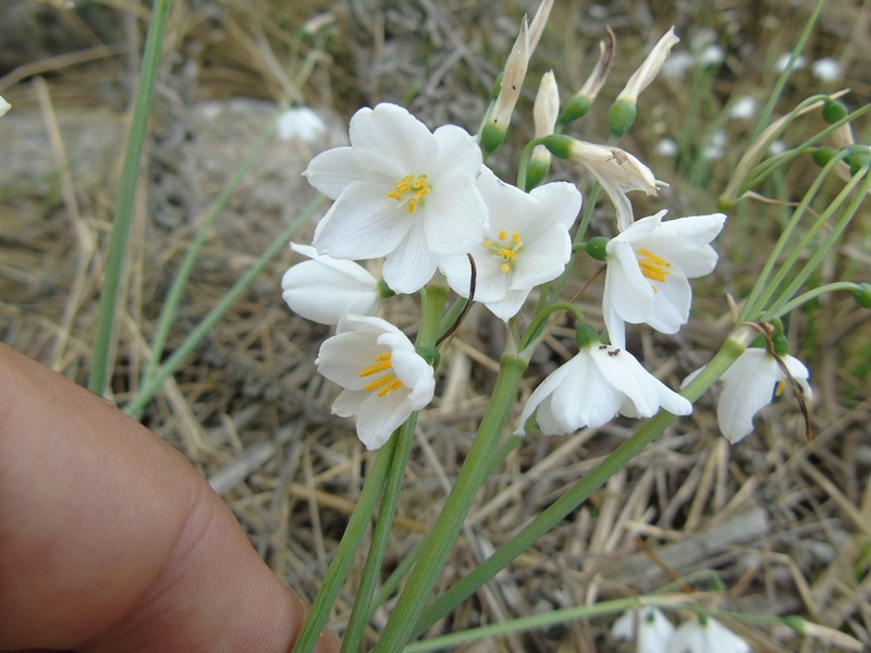 Acis ionica photo 5