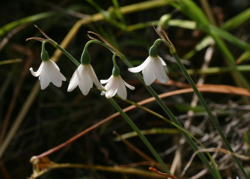 Acis longifolia photo 2