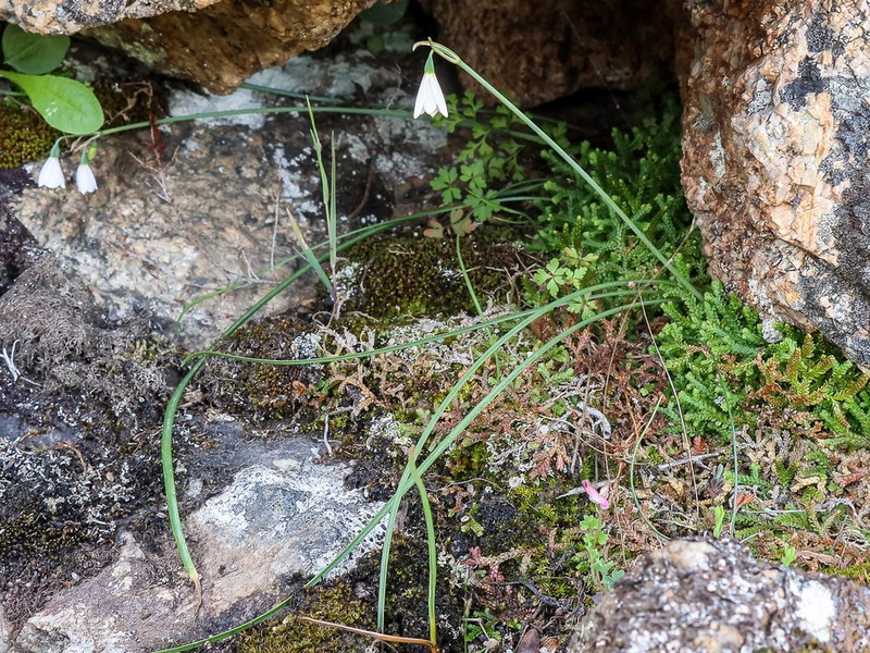 Acis longifolia photo 3