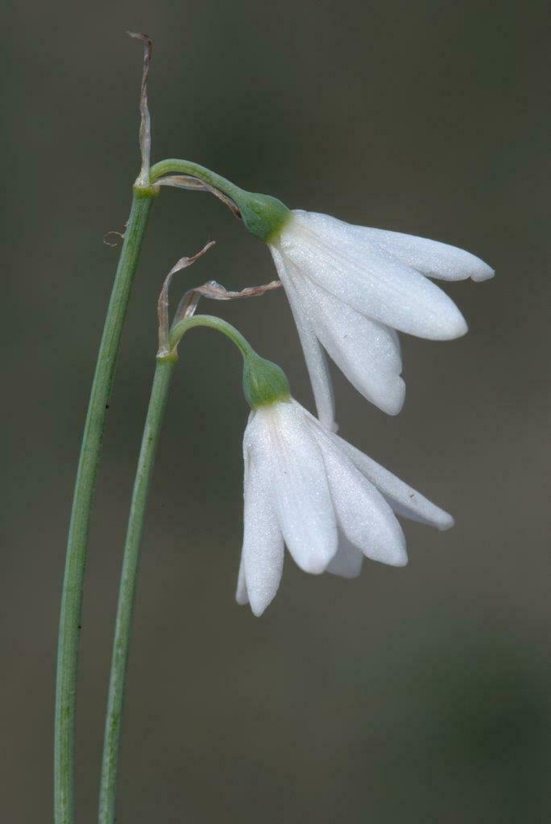 Acis longifolia photo 5
