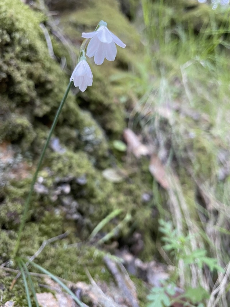 Acis longifolia photo 6