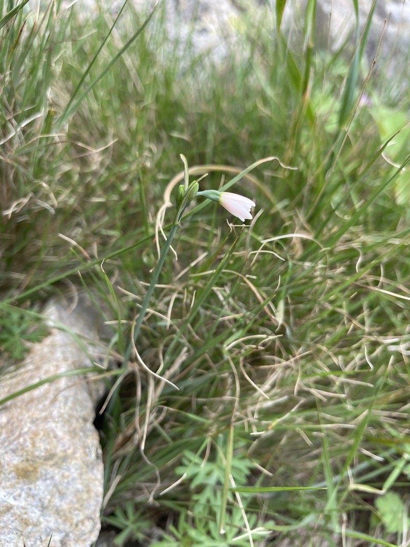 Acis longifolia photo 7