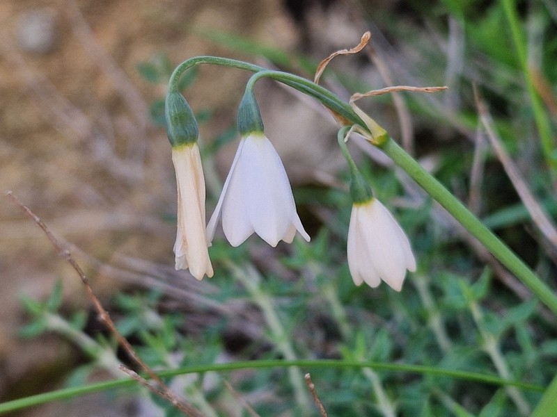 Acis longifolia photo 8