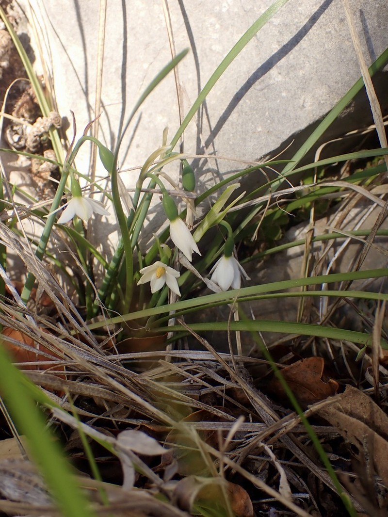 Acis nicaeensis
