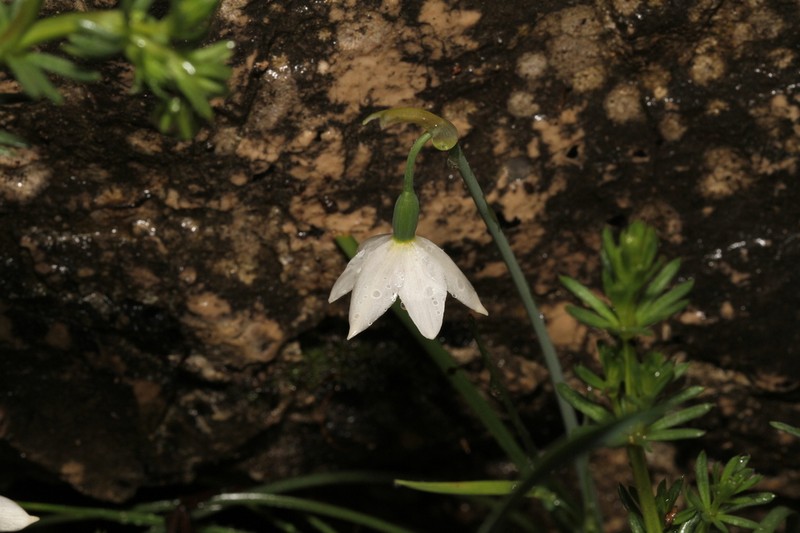 Acis nicaeensis photo 2