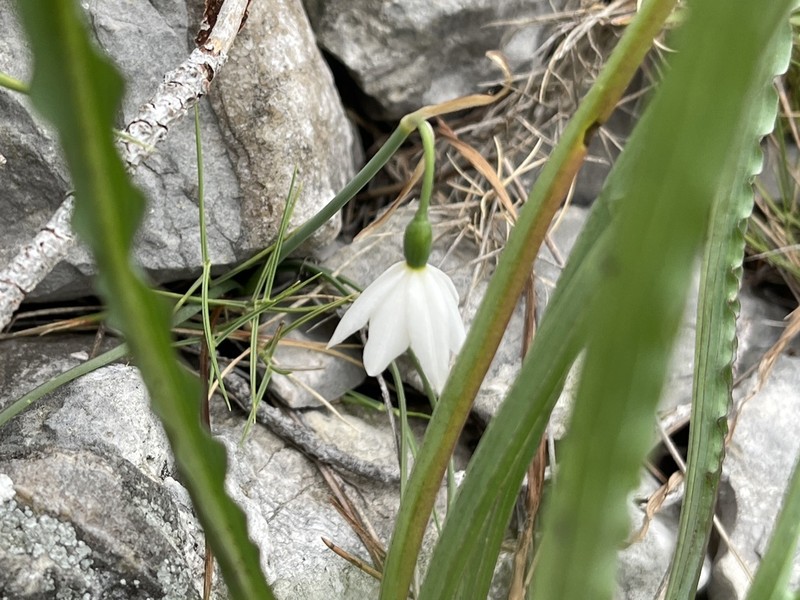 Acis nicaeensis photo 3