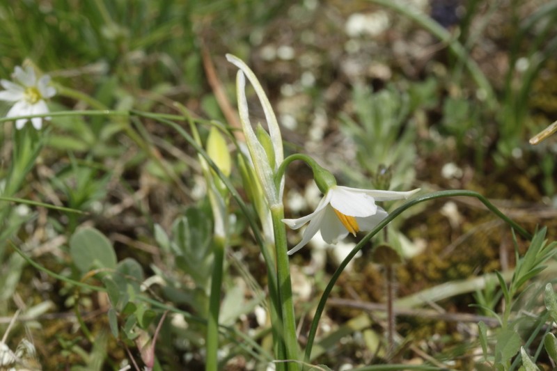 Acis nicaeensis photo 4