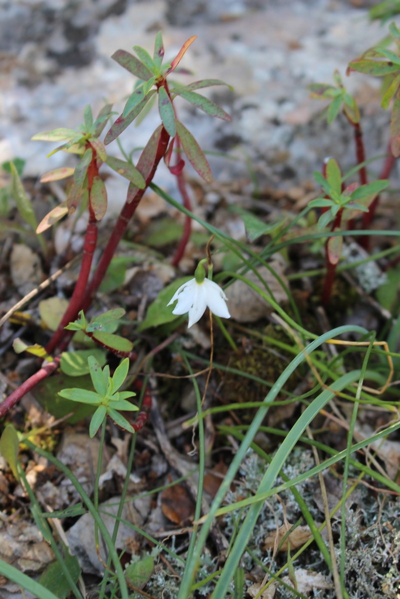 Acis nicaeensis photo 5