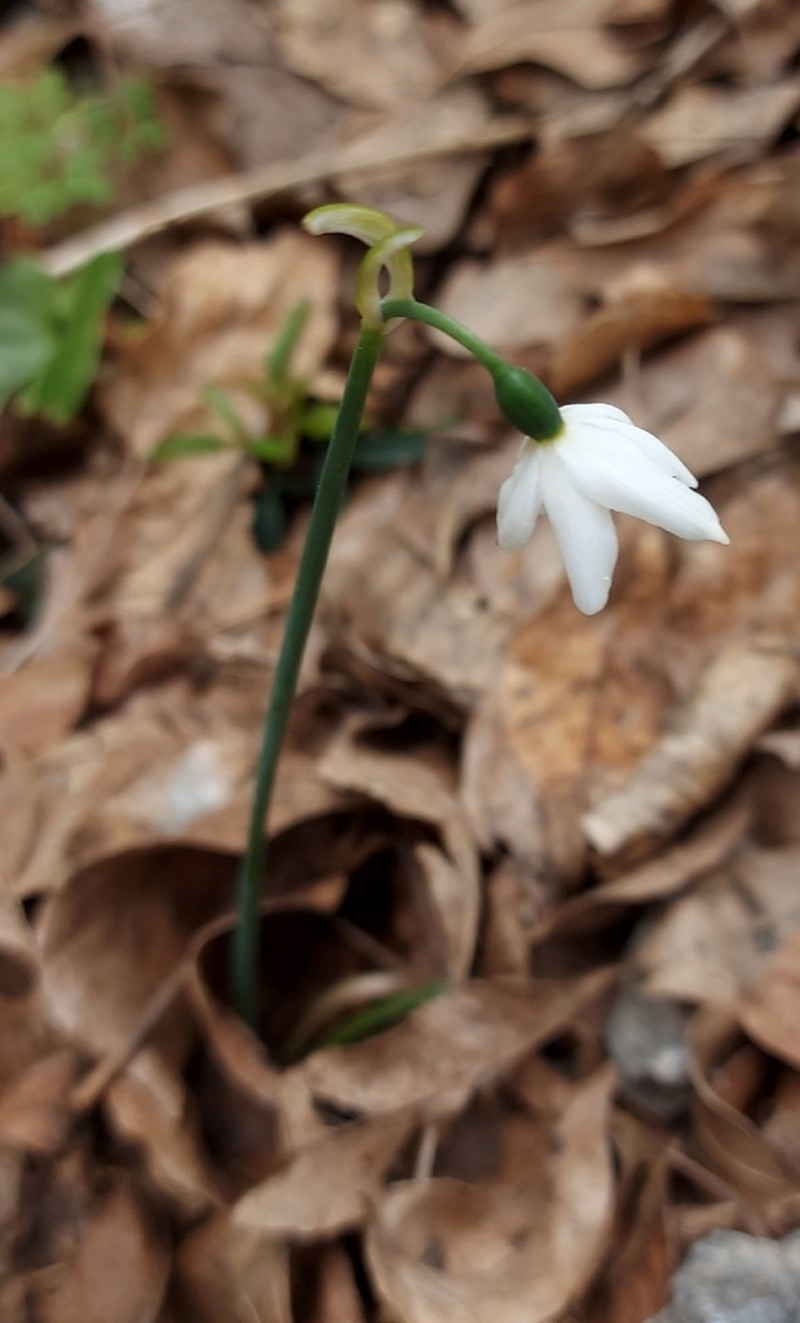 Acis nicaeensis photo 6